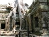 Ta Prohm, Angkor, Cambodia