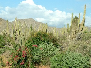 CactiFlowers