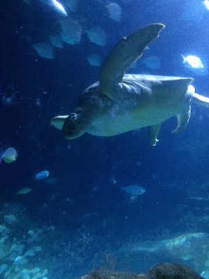 LondonAquariumTurtle