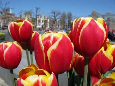 Tulips2